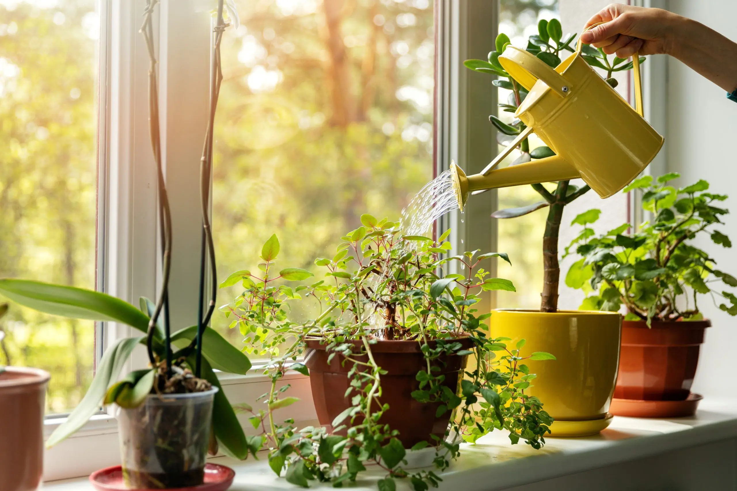 health-benefits-of-indoor-plants.jpeg Health Benefits of Indoor Plants